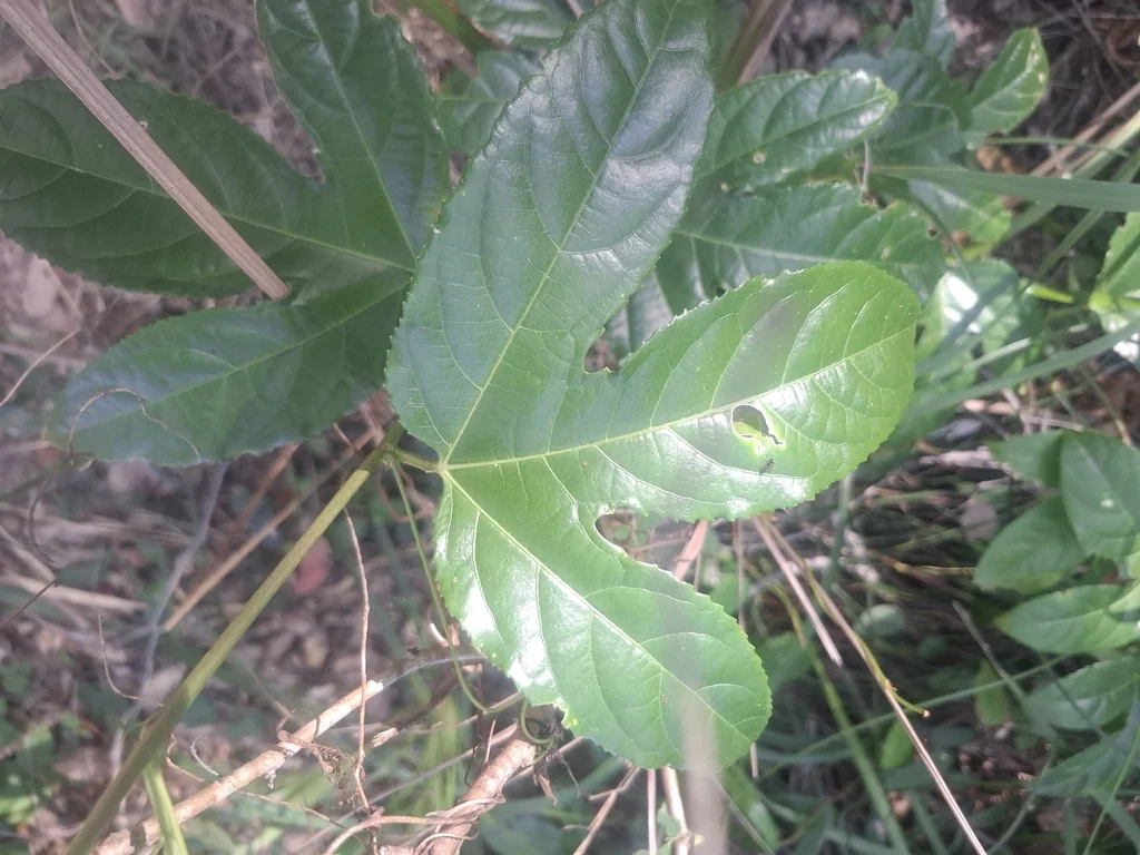 Passiflora Edulis