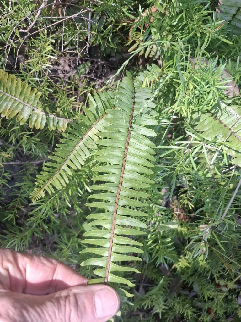 Nephrolepis cordifolia