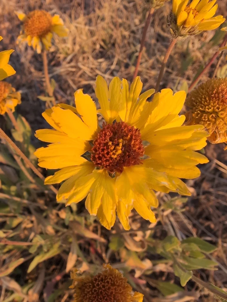 Gaillardia Aristata