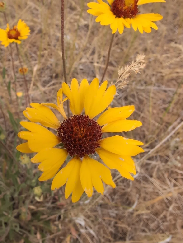 Gaillardia Aristata