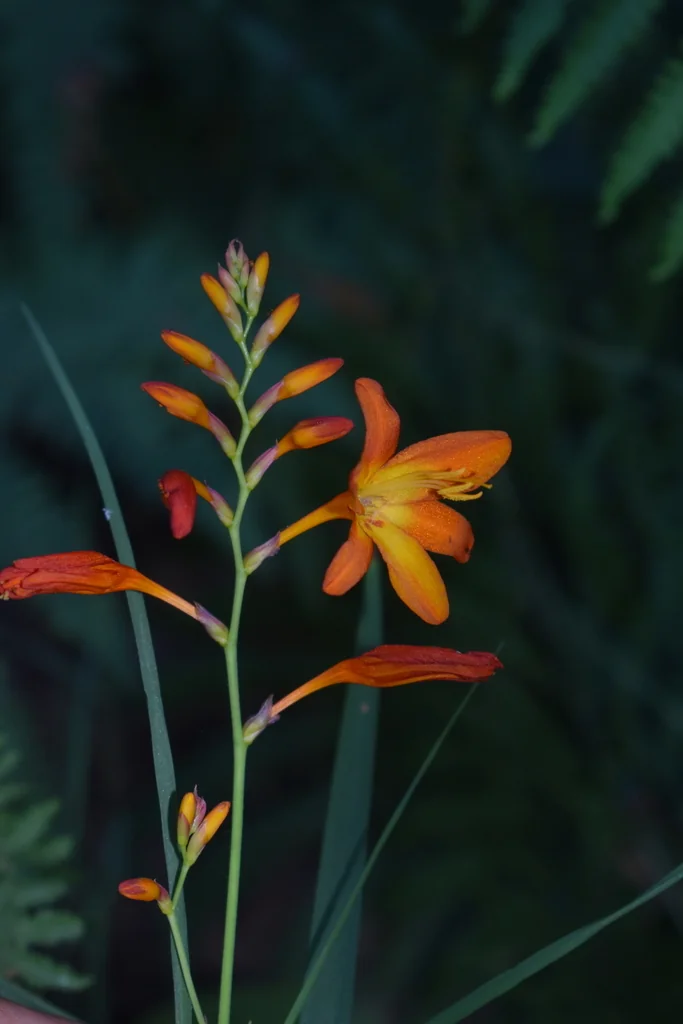 Crocosmia X Crocosmiiflora