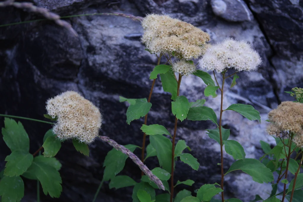 Spiraea Betulifolia Var. Lucida