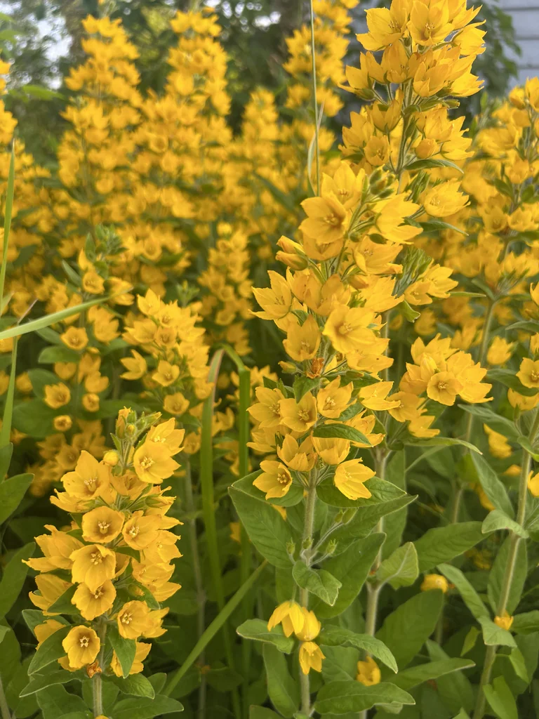 Lysimachia Punctata