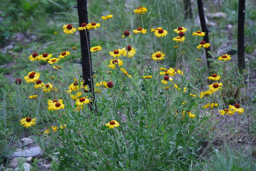 Gaillardia Aristata