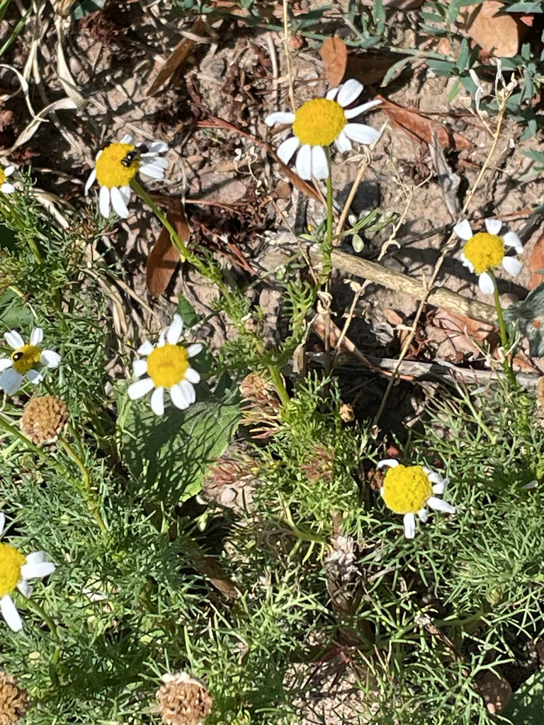 Matricaria Recutita