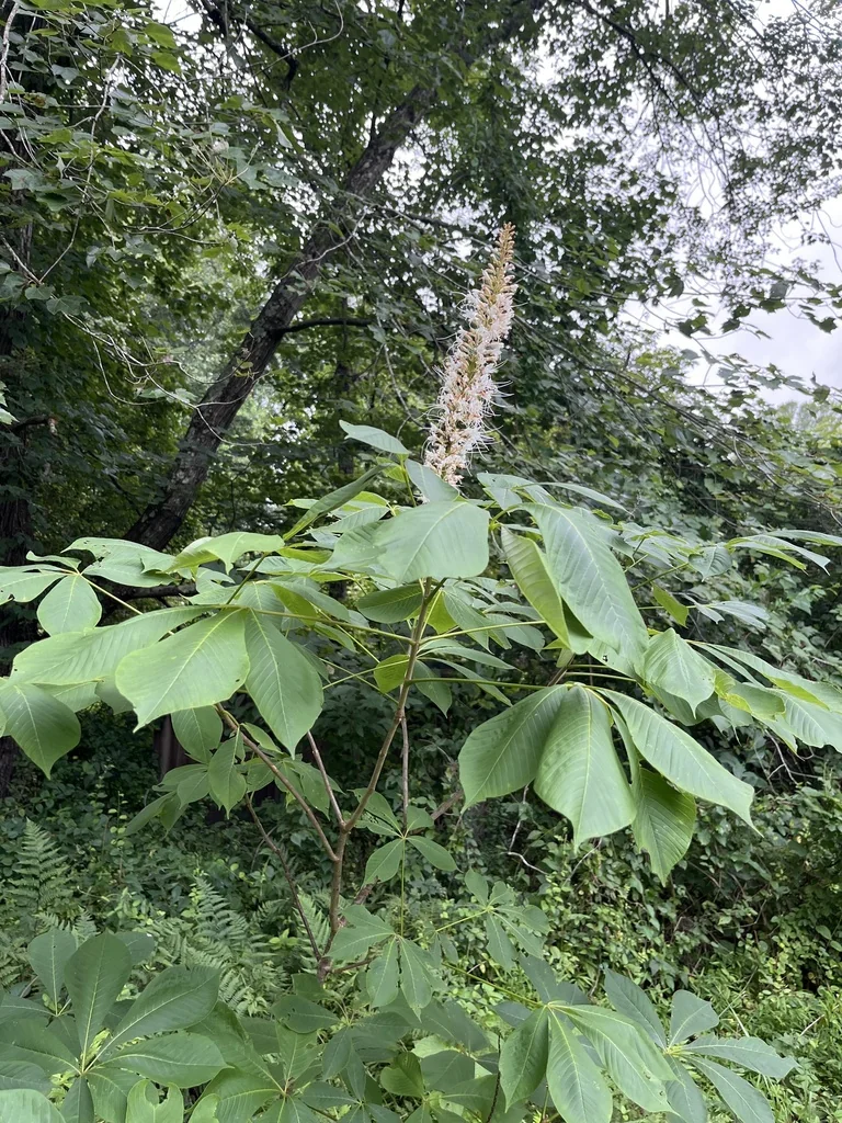 Aesculus Parviflora
