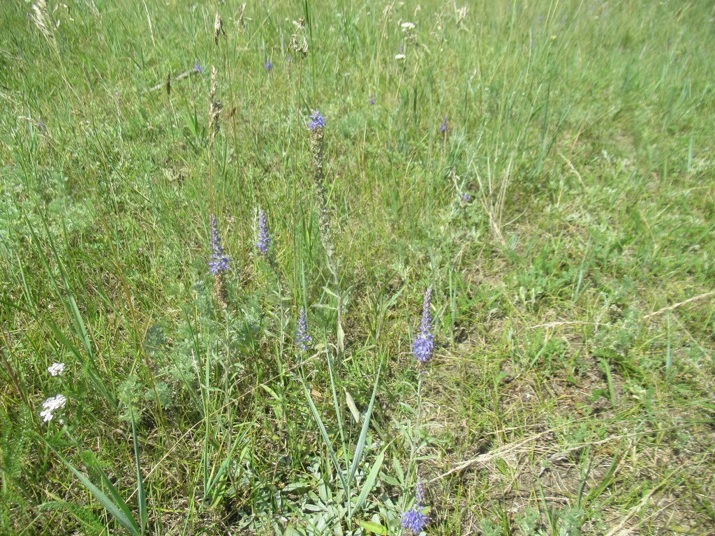 Veronica Spicata Incana