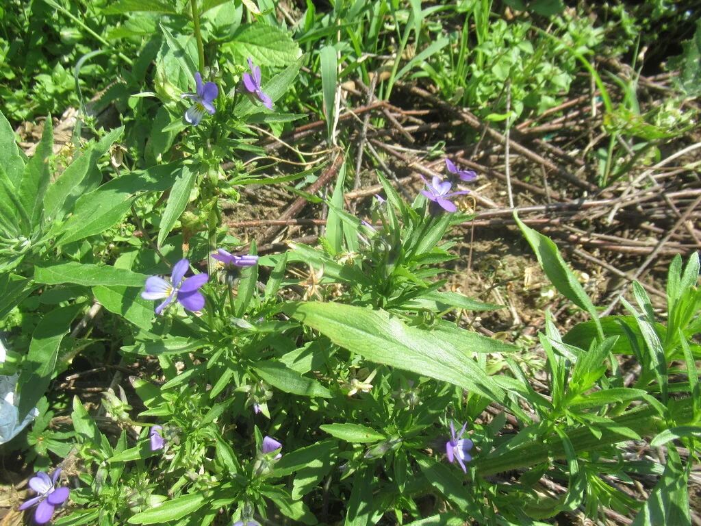 Viola Tricolor
