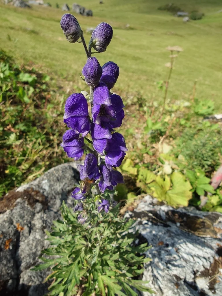 Aconitum Napellus