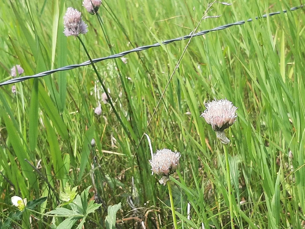 Allium Schoenoprasum