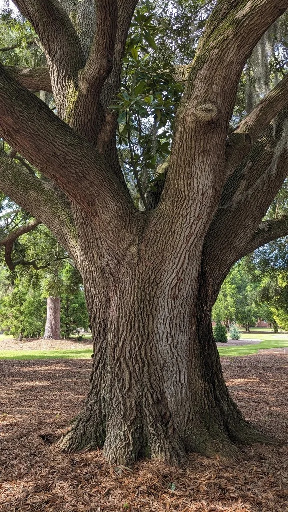 Quercus Virginiana