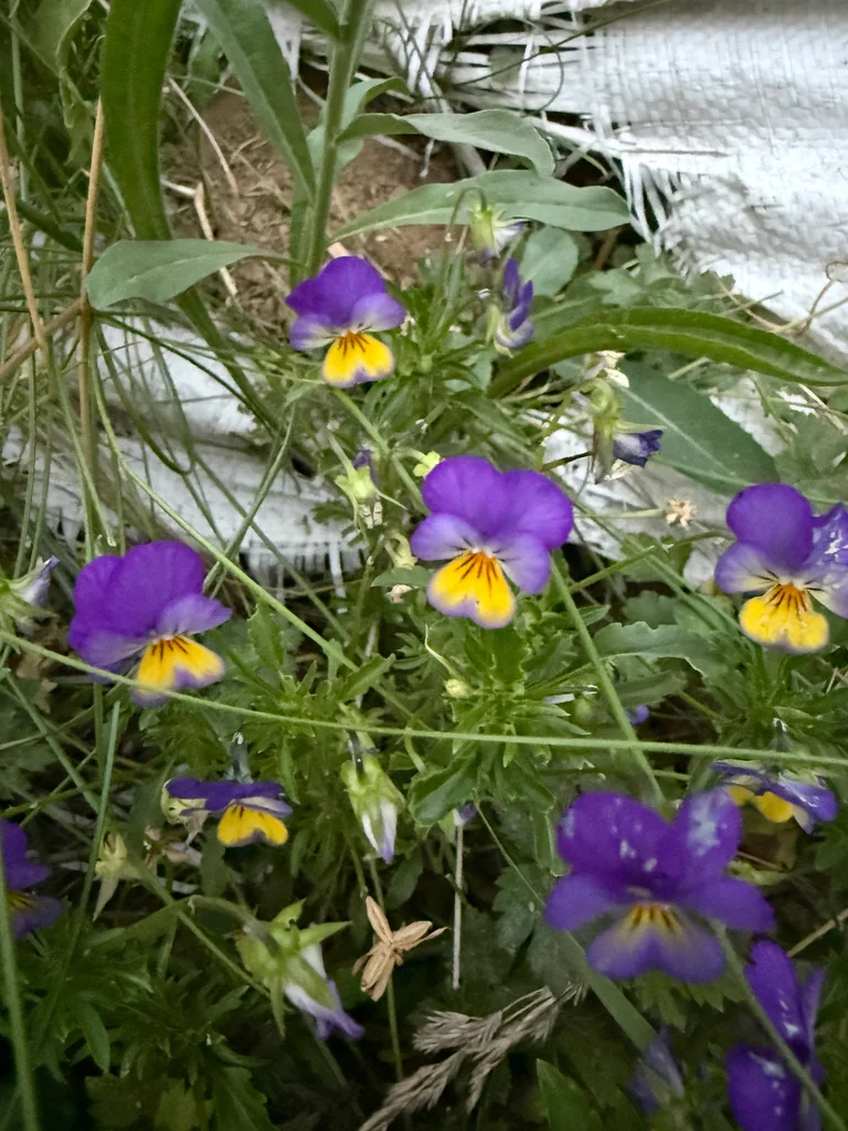 Viola Tricolor