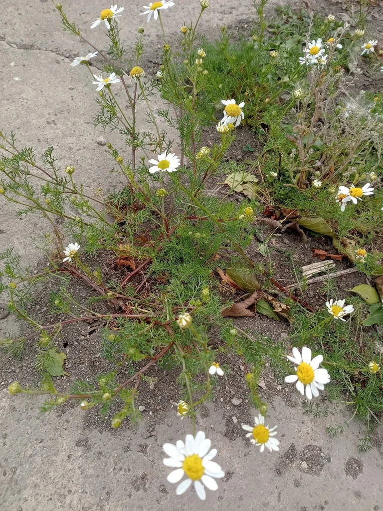 Matricaria Recutita
