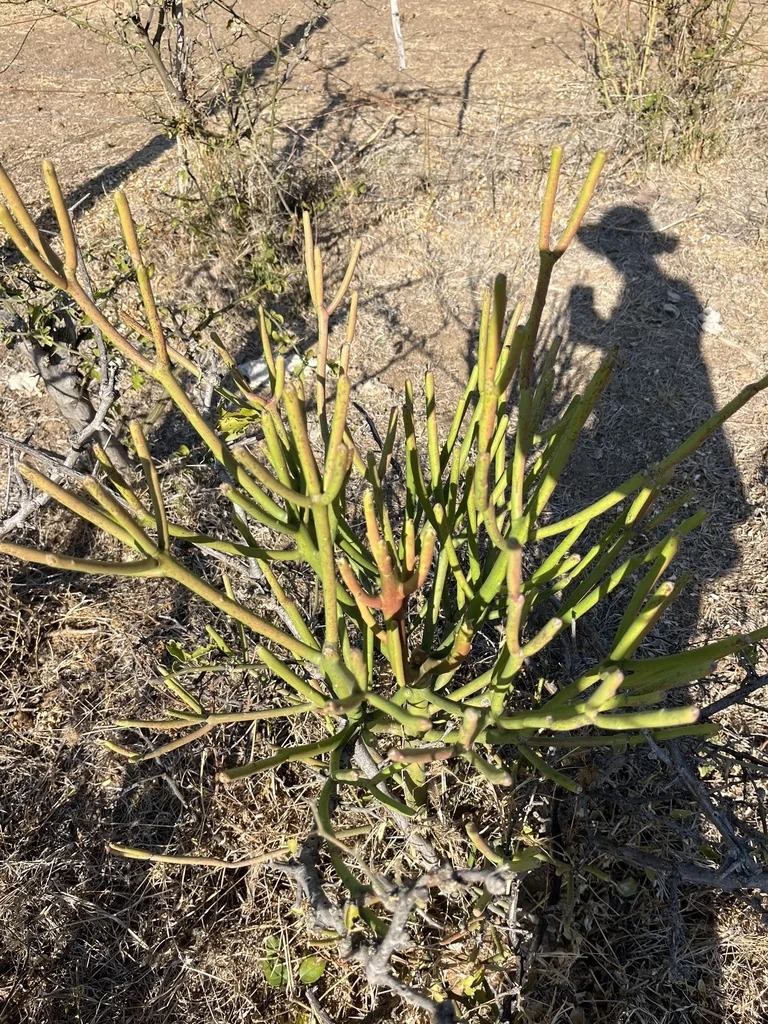 Euphorbia Tirucalli