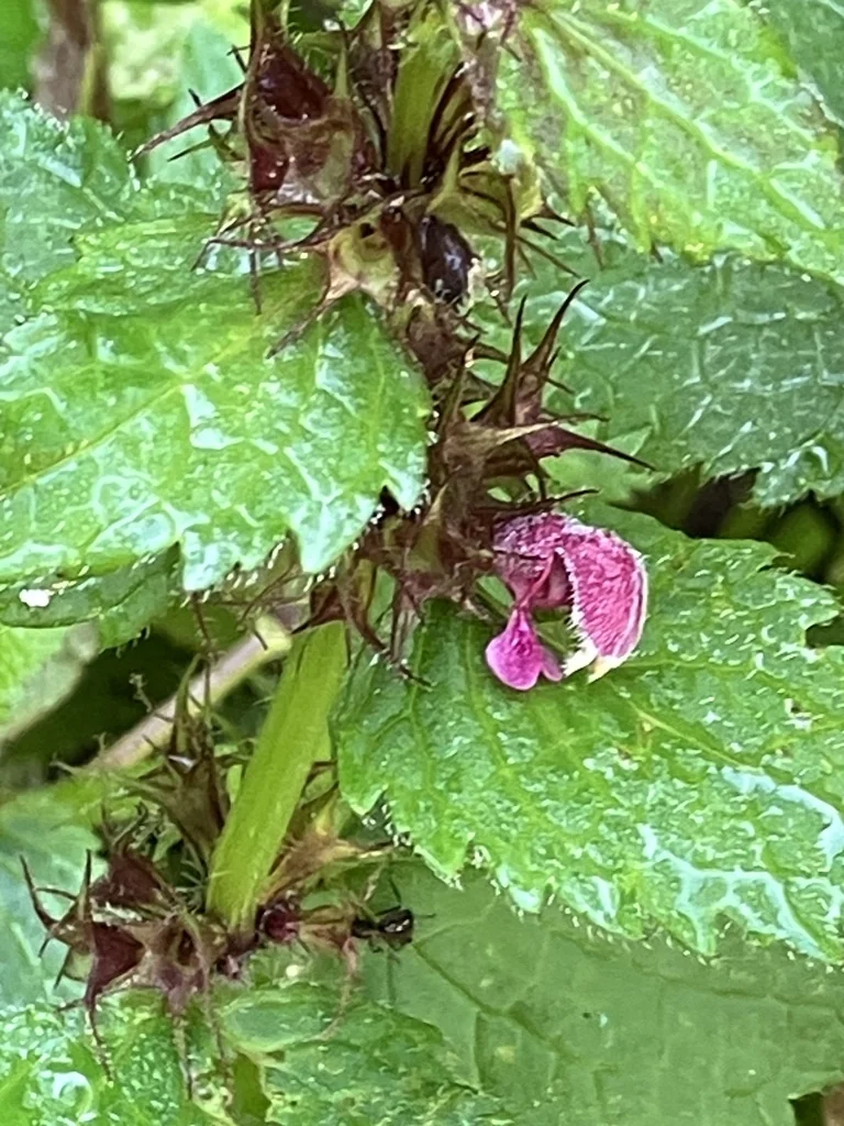 Lamium maculatum