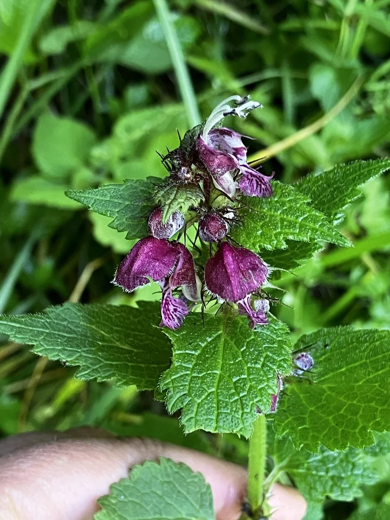Lamium maculatum