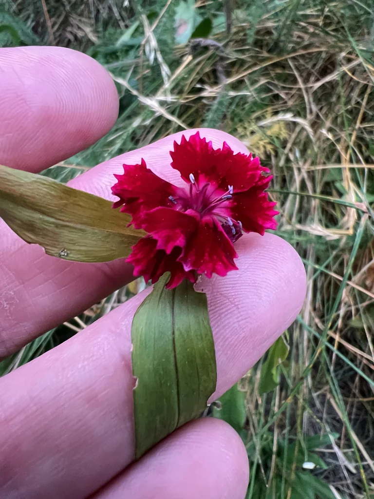 Dianthus Barbatus