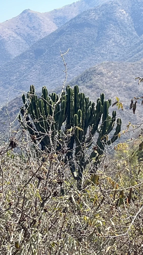 Euphorbia Ingens