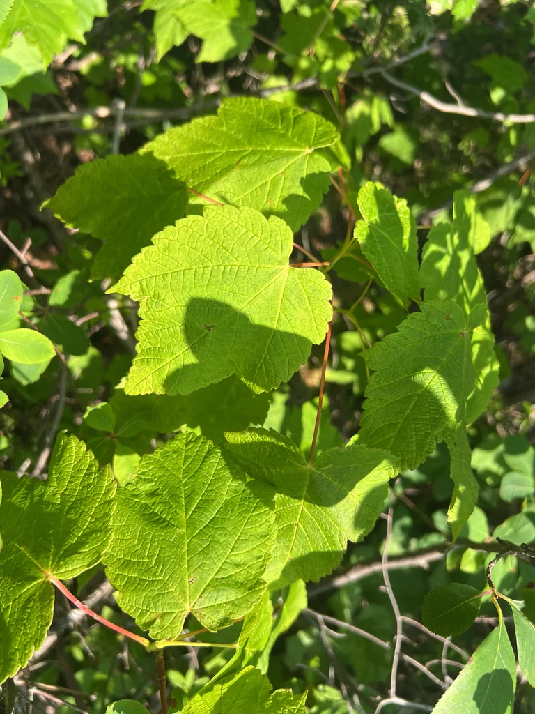 Acer Spicatum