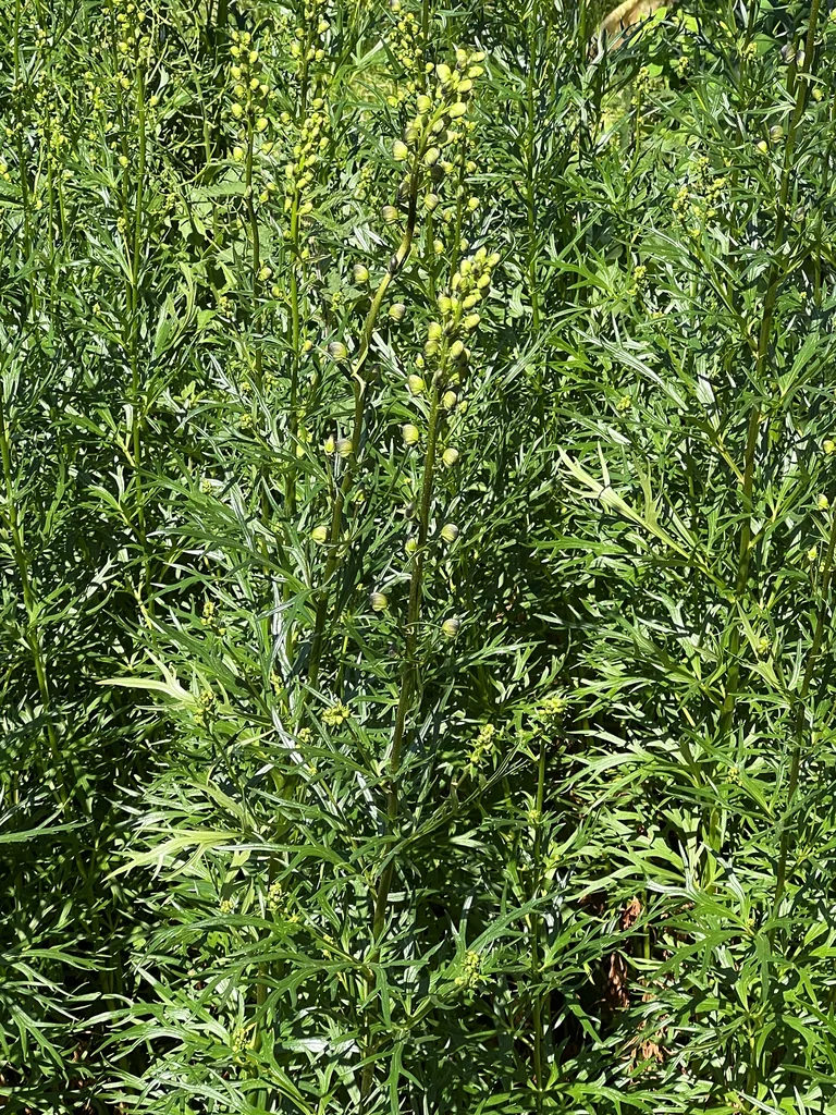 Aconitum Napellus