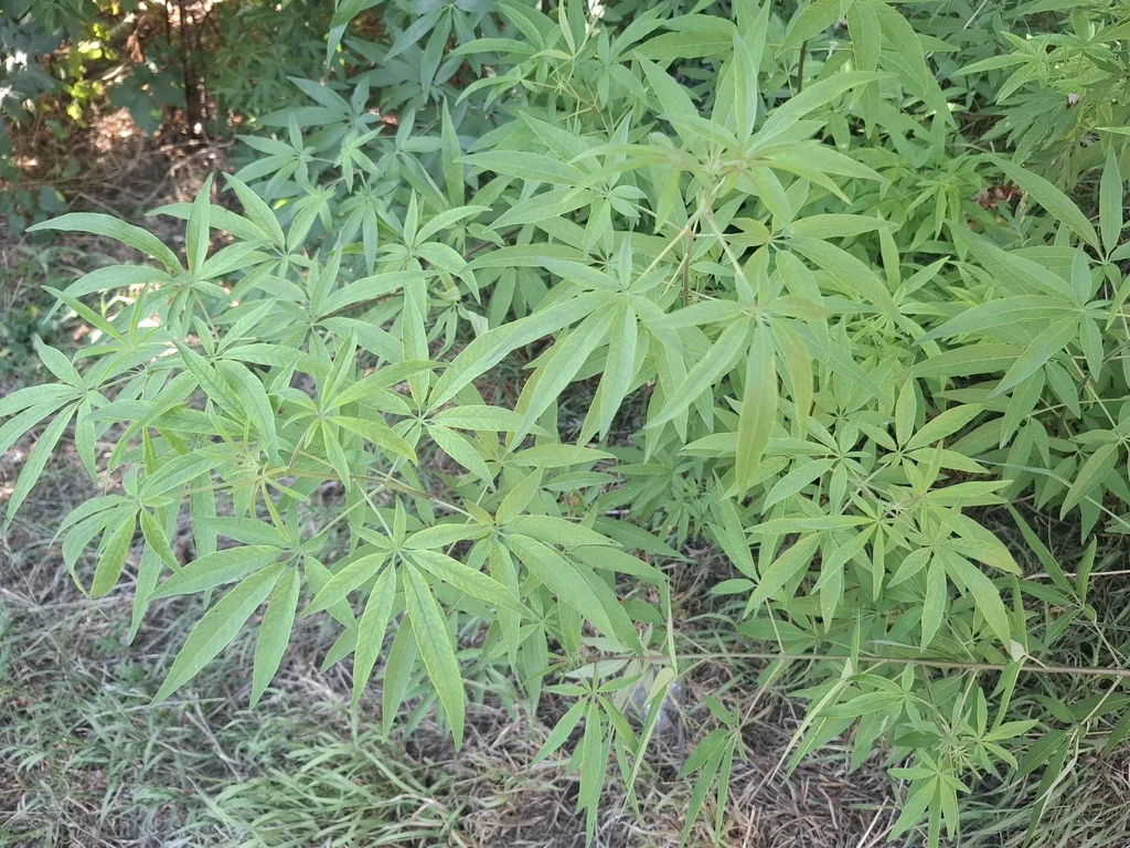 Vitex Agnus-Castus