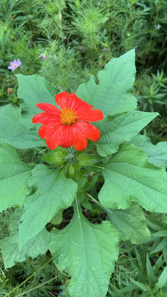 Tithonia Rotundifolia