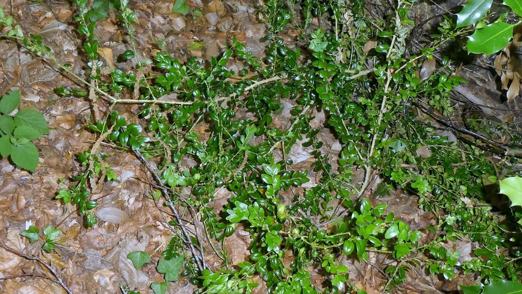 Buxus sempervirens