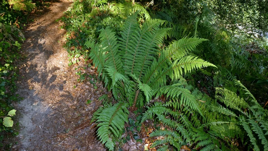 Polystichum Setiferum