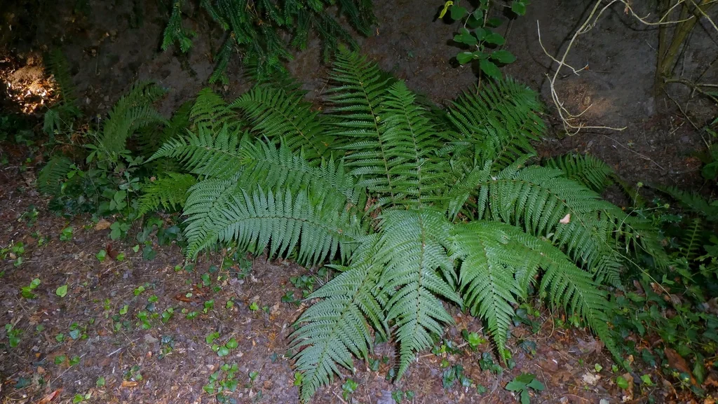 Dryopteris Affinis