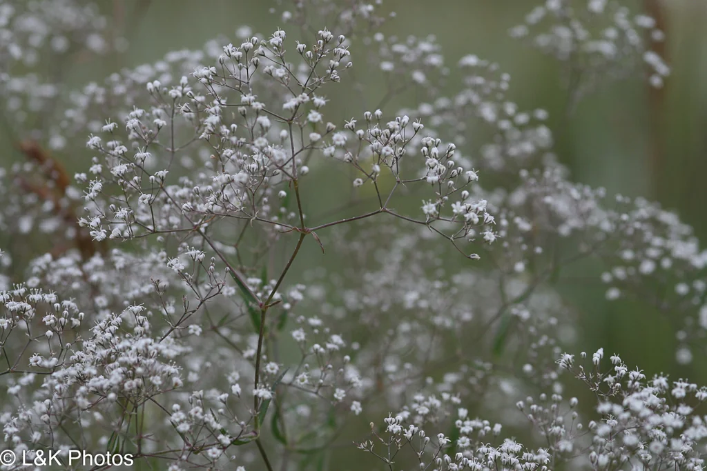 Gypsophila paniculata