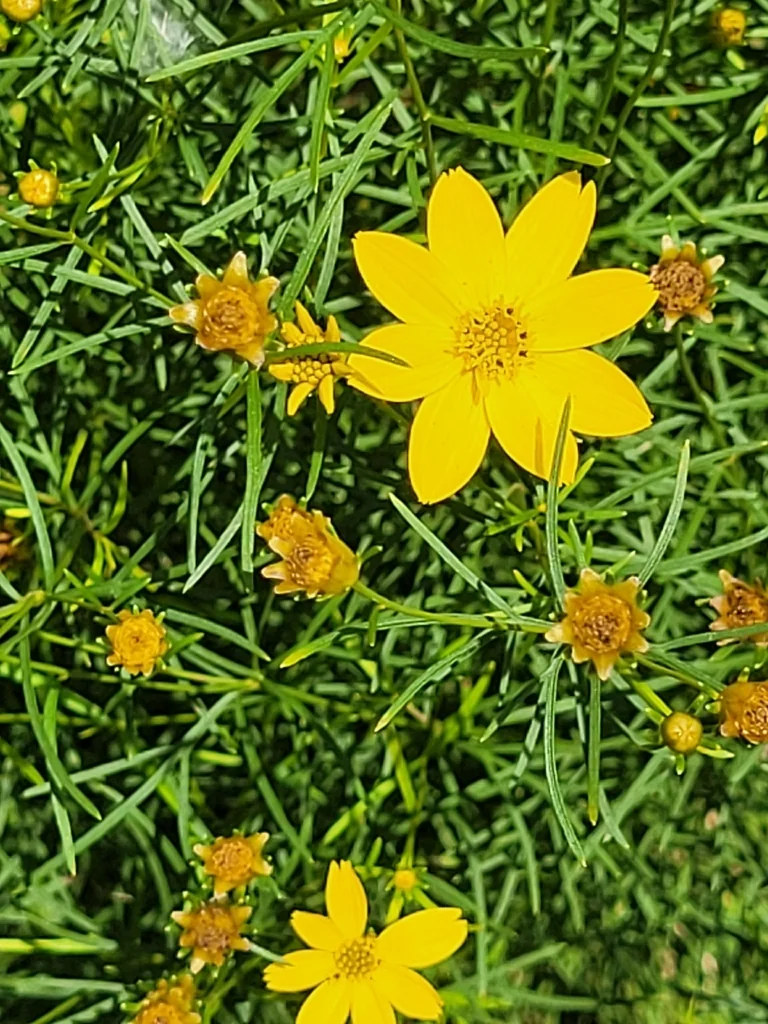 Coreopsis verticillata