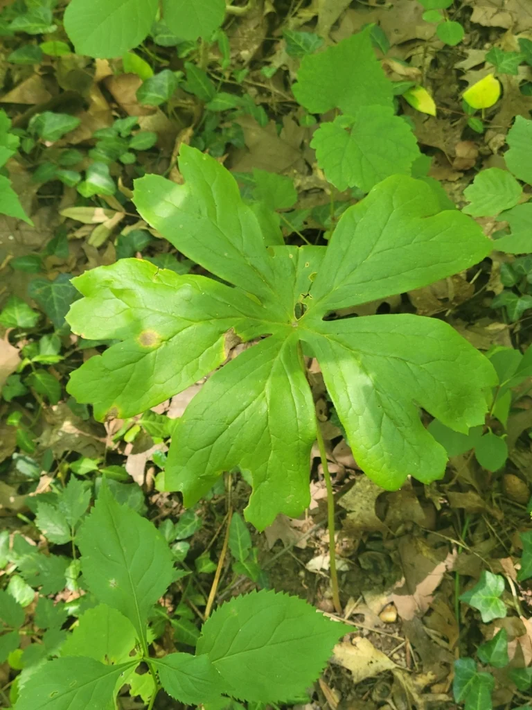 Podophyllum Peltatum