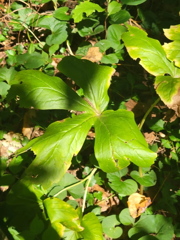Podophyllum Peltatum