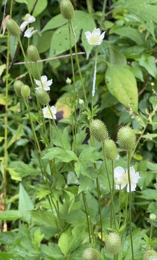 Anemone Virginiana