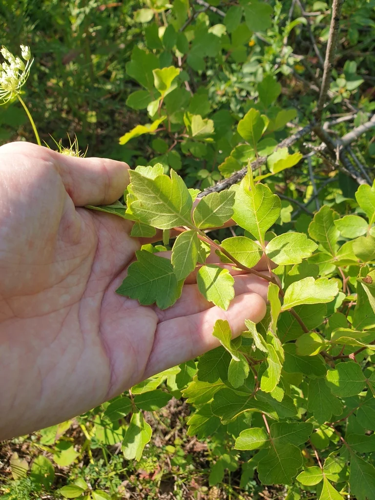 Rhus Aromatica