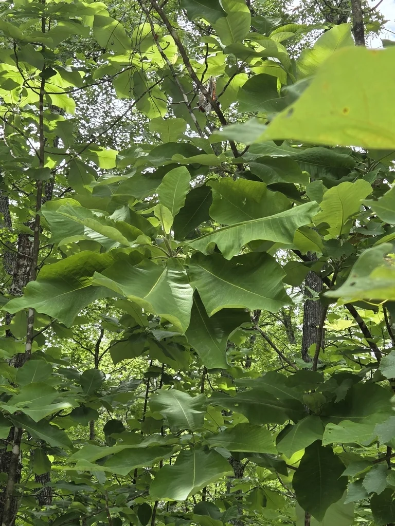 Magnolia Macrophylla