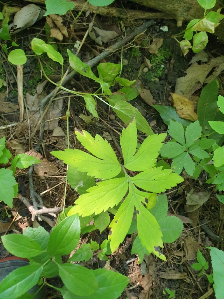 Hydrophyllum Virginianum
