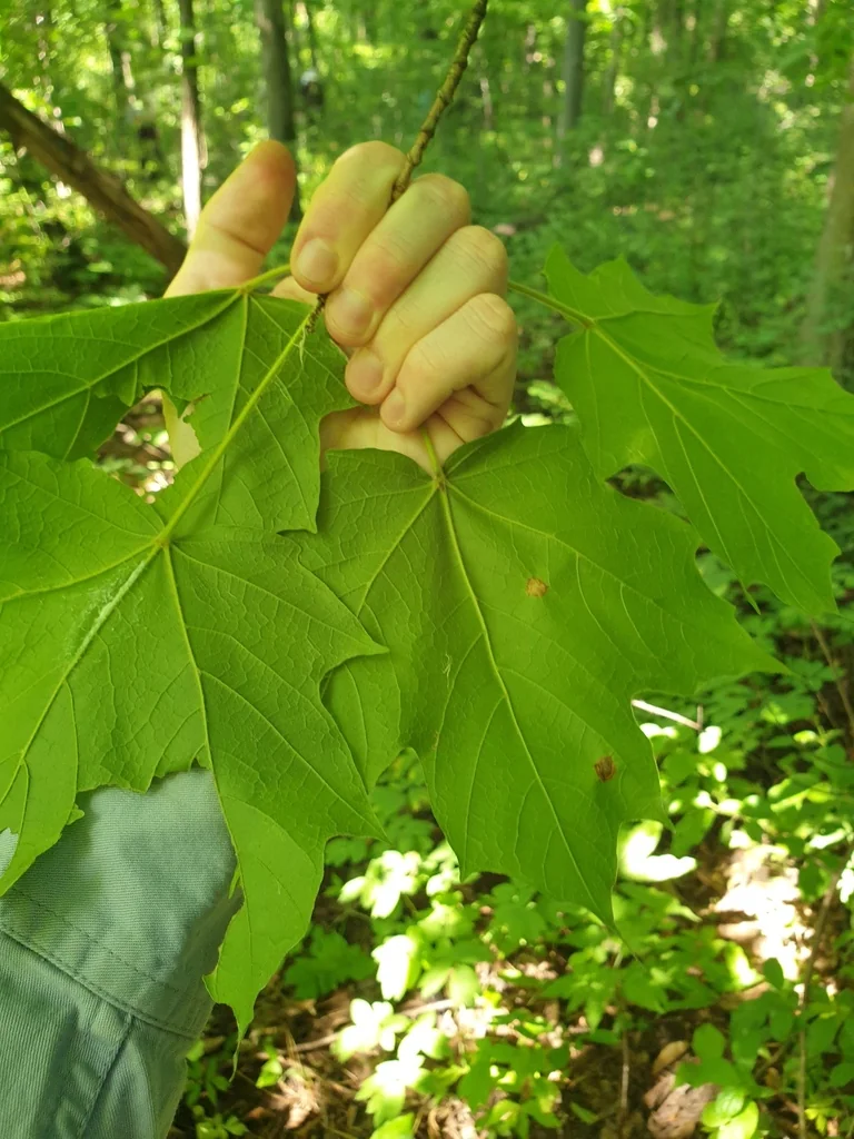 Acer Saccharum Subsp. Nigrum