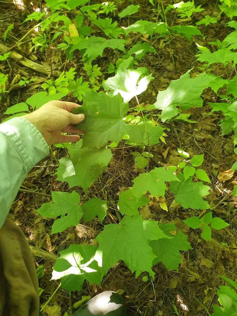 Acer Saccharum Subsp. Nigrum