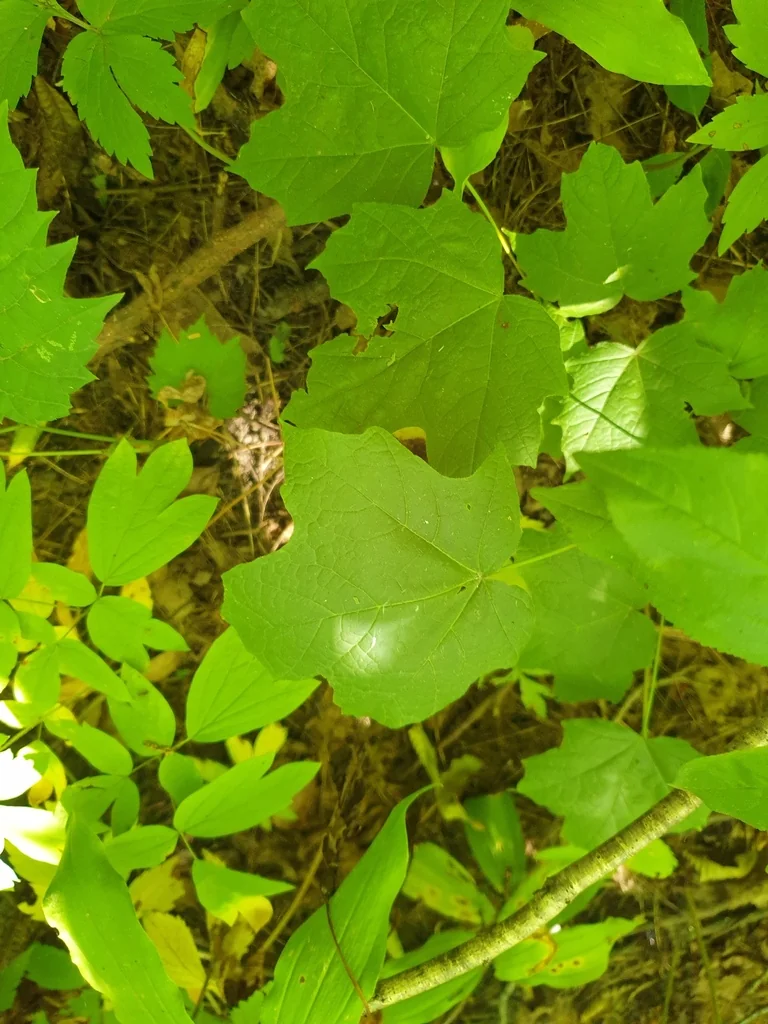 Acer Saccharum Subsp. Nigrum