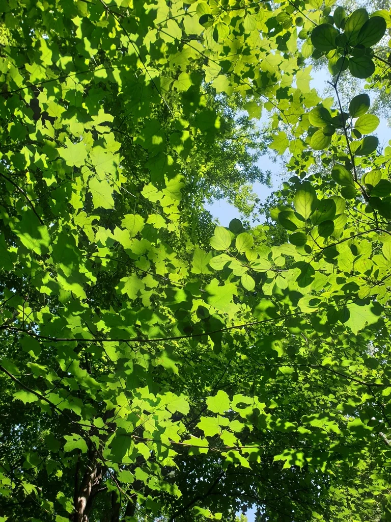 Acer Saccharum Subsp. Nigrum