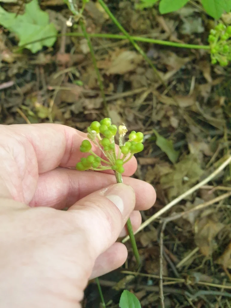 Allium Tricoccum