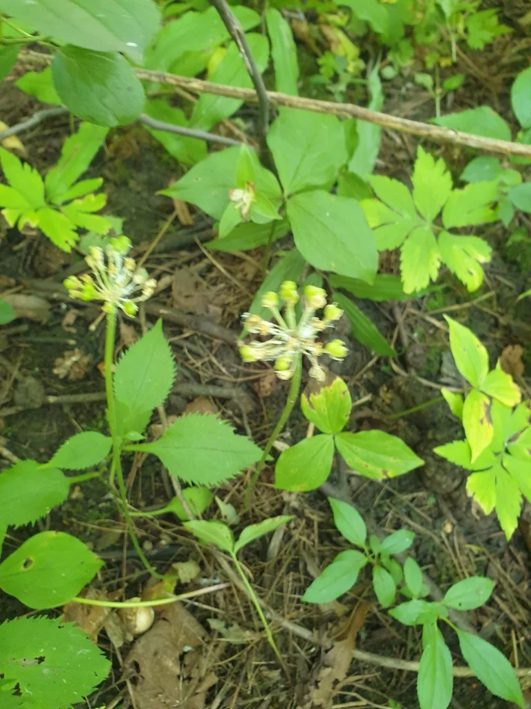 Allium Tricoccum