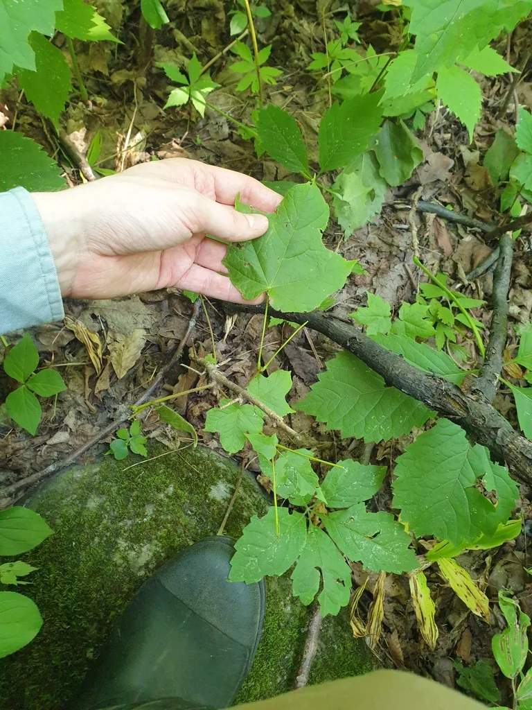 Acer Saccharum Subsp. Nigrum