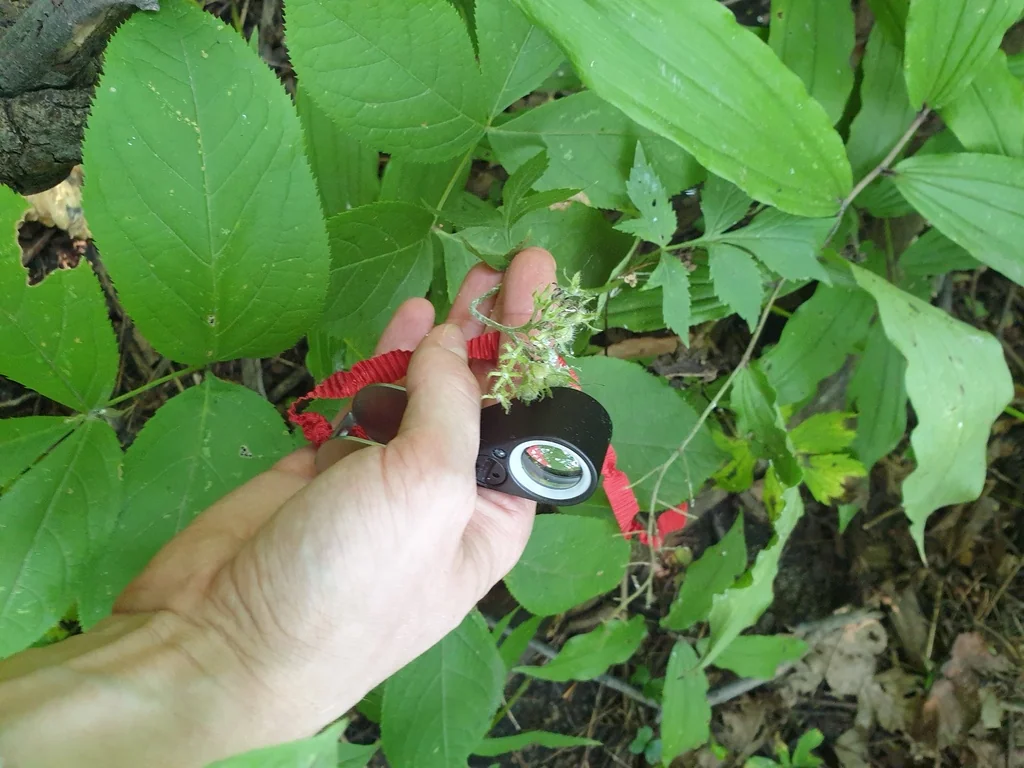 Hydrophyllum Virginianum