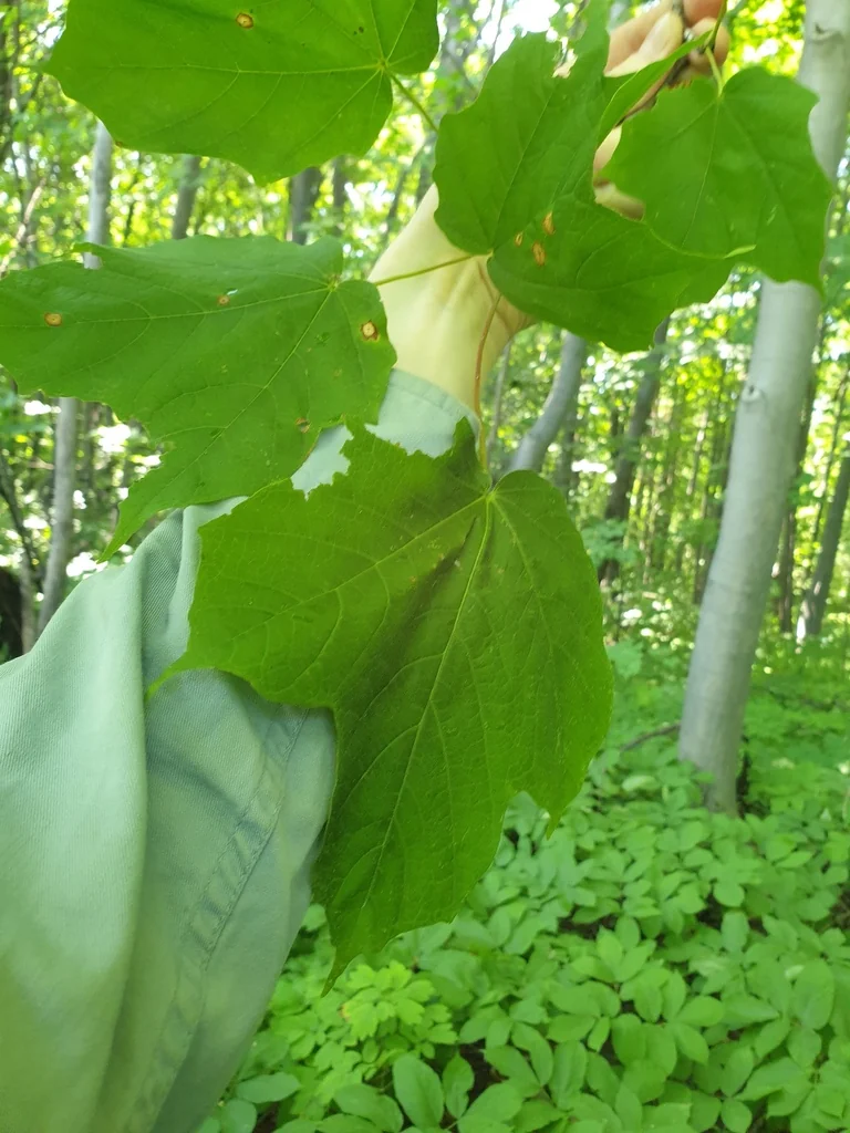 Acer Saccharum Subsp. Nigrum