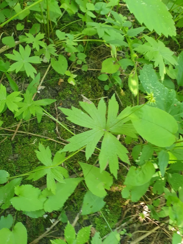 Anemone Canadensis