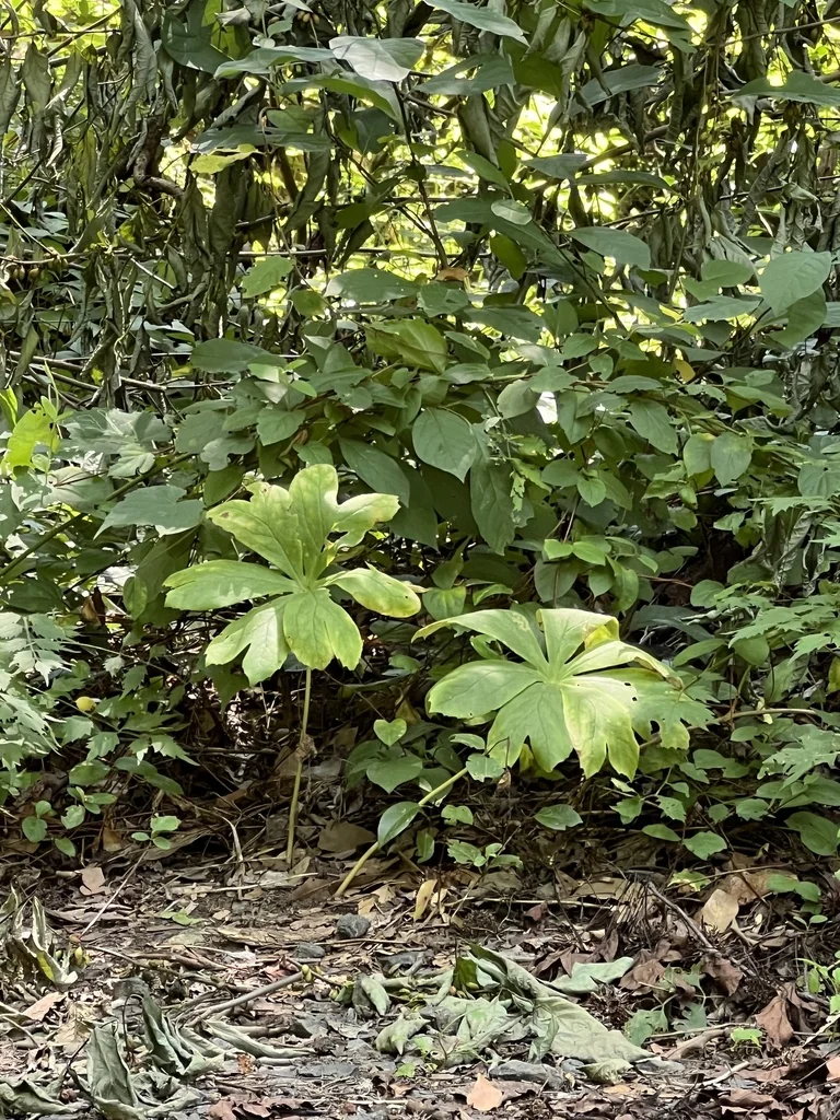Podophyllum Peltatum
