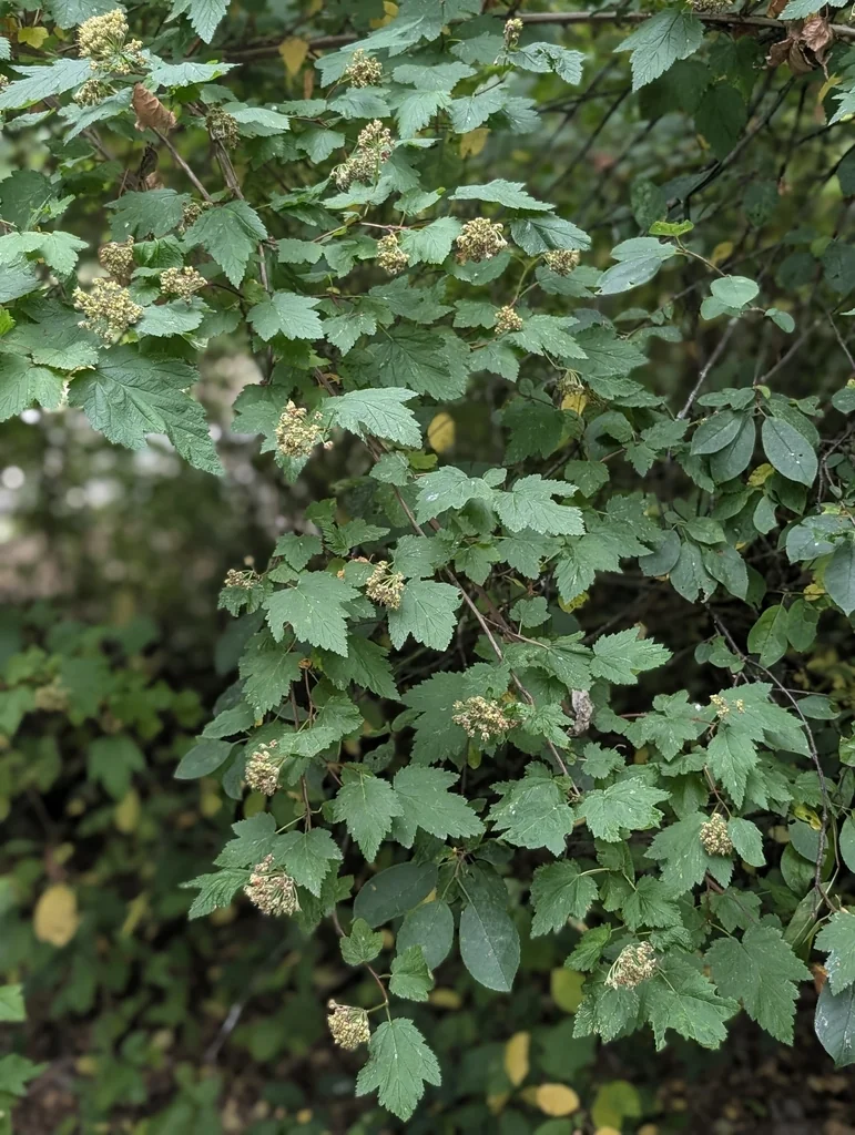 Physocarpus Capitatus