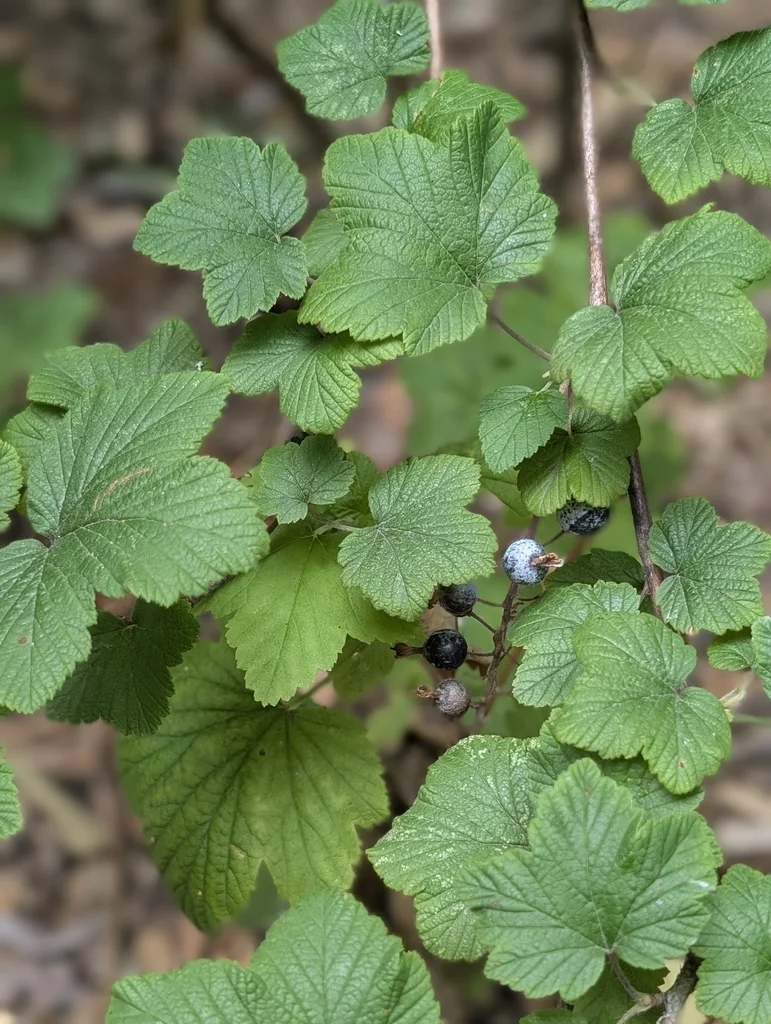 Ribes Sanguineum